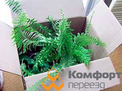 Упаковка комнатных растений при переезде
